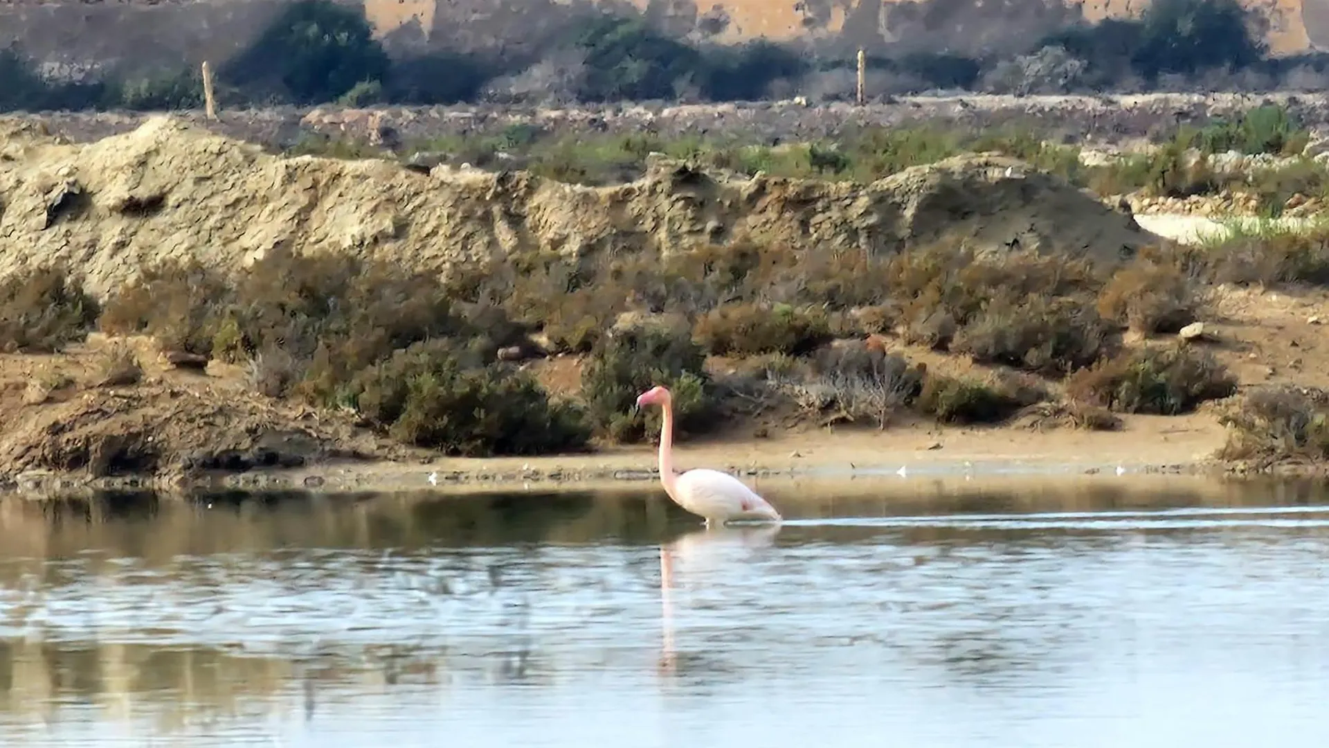 Flamingos View Apartment In Cabo De Gata El Pozo del Cabo